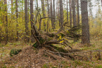 Fallen tree with roots out of soil isolated at beautiful autumn old trees background. Forest landscape.