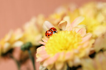 Red ladybug spreading its wings on a yellow Chrysanthemum flower.