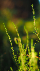 Petites plantes forestières sur un fond verdoyant
