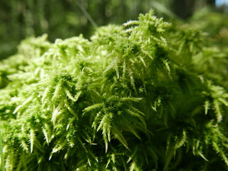 Green Sphagnum close up view