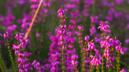 Groupe de bruyères poussant dans une forêt de jeunes pins, dans le Sud-Ouest de la France