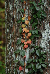 樹木に絡みついたツタ植物