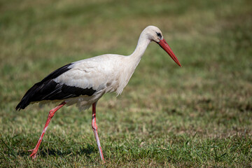Ciconia ciconia Cigogne blanche
