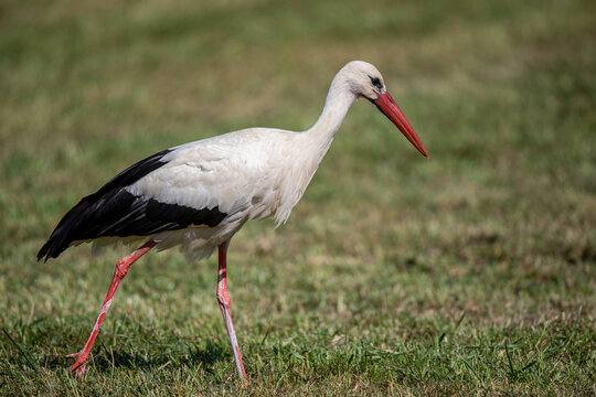 Ciconia ciconia Cigogne blanche