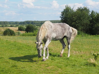 Naklejka na ściany i meble tied horse for a walk in the field. farming.