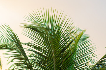 Obraz premium palm tree leaves