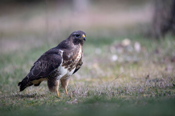 Buteo buteo buse variable