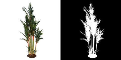 Front view tree (Adolescent Red Palm tree 1 ) white background alpha png 3D Rendering 3D Ilustracion  © Emmanuel Vidal