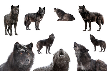 collage of wolves winter isolated on a white background.