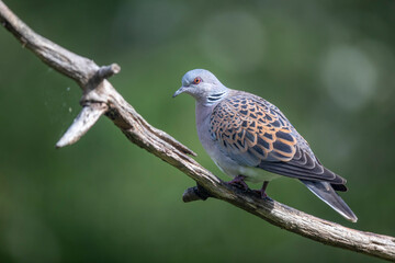 Tourterelle des bois Streptopelia turtur