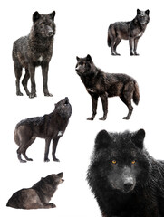 collage of wolves winter isolated on a white background.