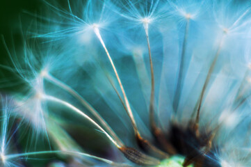 Close-up of a dandelion flowers. Macro of nature. 
