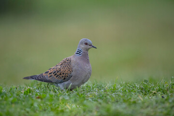 Tourterelle des bois Streptopelia turtur