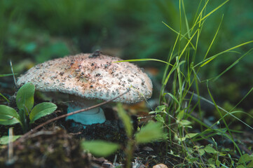 mushroom in the forest