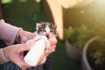 Girl with little cat kitten breastfeeding drinking milk from a feeding bottle newborn outdoors. Vet, animal lover and cat adoption concept.