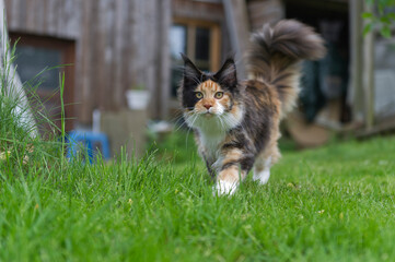 Maine Coon im Garten