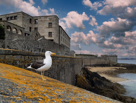 Go&eacute;land brun &agrave; Saint Malo Larus fuscus