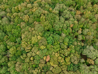 Aerial view of the canopy of Touraine, Loire Valley, France