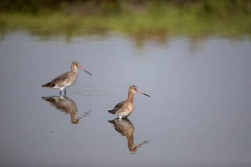 Barge à queue rousse Limosa limosa
