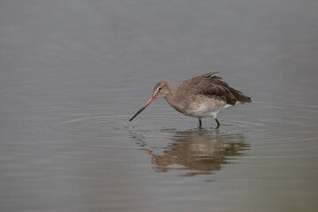 Barge à queue rousse Limosa limosa