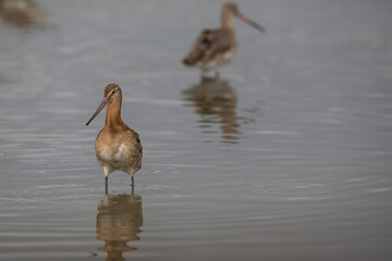 Barge à queue rousse Limosa limosa