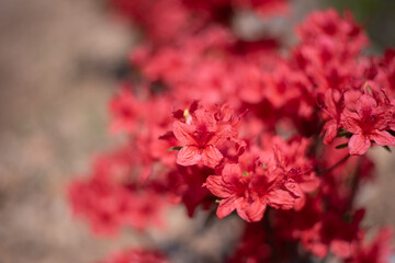 정원에 있는 진분홍색의 연상홍 