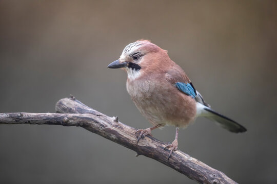 Geai des ch&ecirc;nes Garrulus glandarius