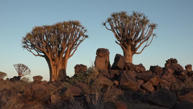 Africa. Namibia. Sunset in the desert. Close-up, tilting view of a large quiver tree at sunset.