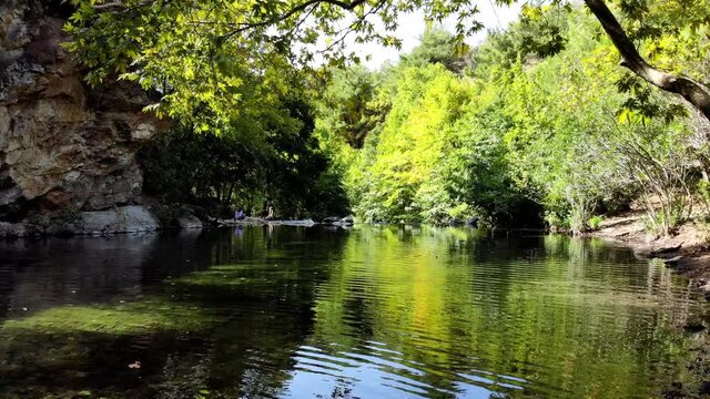 Lush greenery and trees in the forest.Wild natures shades of green. Foliage on trees. Green leafes through sun rays .Beautiful landscape of nature.