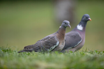 Pigeon ramier, palombe, Columba palumus