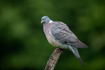 Pigeon ramier, palombe, Columba palumus