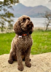 English Cockapoo 