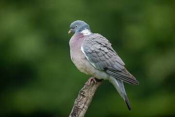 Pigeon ramier, palombe, Columba palumus
