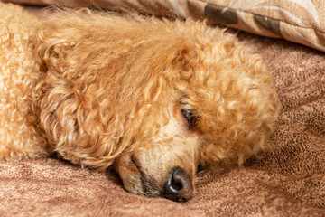 A furry fluffy poodle sleeps on a bed on a pillow.