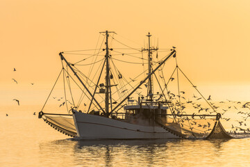 Fischkutter auf der Nordsee mit ausgelegten Netzen und Schwarm von Seemöwen bei Sonnenuntergang,...