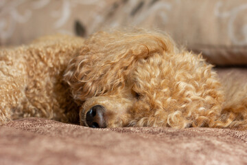 A furry fluffy poodle sleeps on a bed on a pillow.