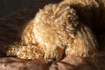 A furry fluffy poodle sleeps on a bed on a pillow.