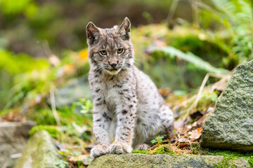 Lynx in green forest with tree trunk. Wildlife scene from nature. Playing Eurasian lynx, animal behaviour in habitat. Wild cat from Germany. Wild Bobcat between the trees - obrazy, fototapety, plakaty