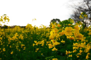 葉の花畑 ( rape flower field )