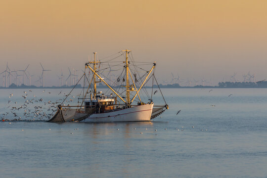 Fischkutter mit ausgelegten Netzen und Schwarm von Seem&ouml;wen, B&uuml;sum, Nordsee, Schleswig-Holstein, Deutschland