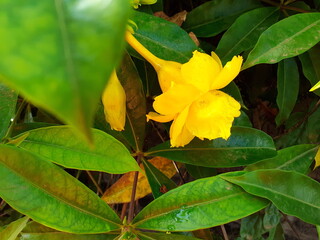 Obraz na płótnie Canvas yellow flower on green background