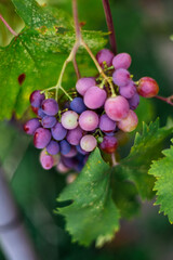 ripening bunches of grapes