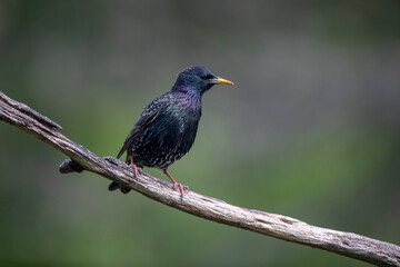 Eourneau sansonnet Sturnus vulgaris