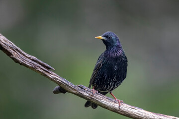 Eourneau sansonnet Sturnus vulgaris