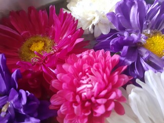 pink and blue flowers