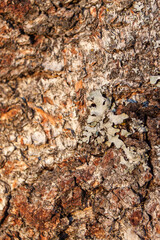 Closeup on birch with cracks and orange color