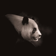 Close Up of a Panda