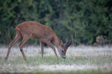 Chevreuil d'Eruope mâle Capreolus capreolus brocard
