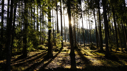 Sunrise in the forest