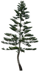 Pine tree or x'mas tree isolated on white background with clipping path.